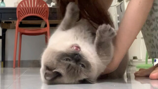 I touched the kitten’s itchy spot!