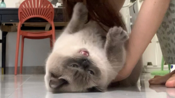 Tôi chạm vào chỗ ngứa của con mèo con!