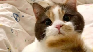 The Little Secret of Cat Tails