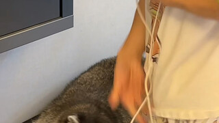 我真的是服了#浣熊#拆家#搞笑#动物的迷惑