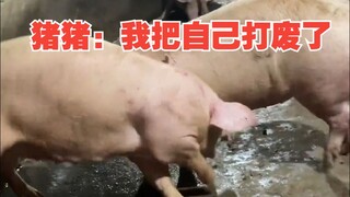 Pig: I beat myself up