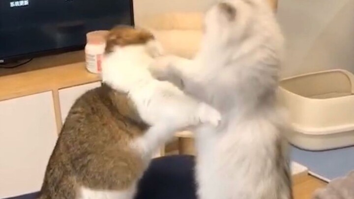 الحيوانات المتوحشة (في سياق الألعاب)