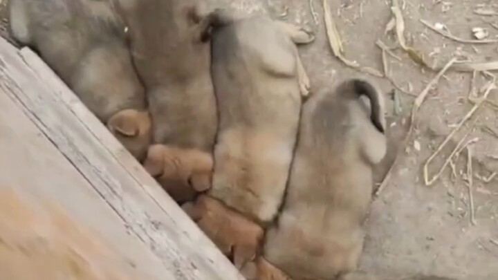 Anjing kampung kecil di rumah kakek