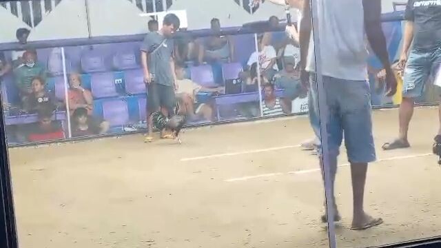 Pure Butcher (2 times winner) | 2 Hits Ulutan sa Dagupan | 12/04/25 (1st win) 12/13/25 (2nd win)