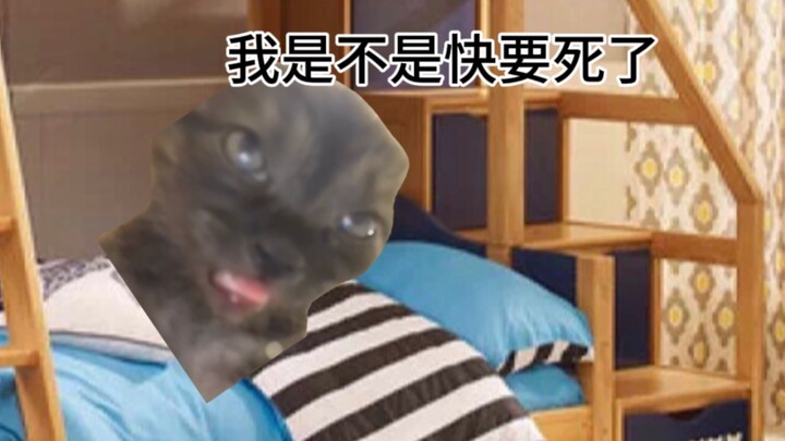 [Cat meme] Khi biết bố tôi đang _____ ở giường trên, tôi cảm thấy như