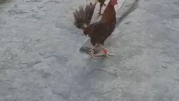 wla swerte kalaban salamat paden sau nokis wla ih nilaban ng kua ko manok ko e kabitaw lang namen un