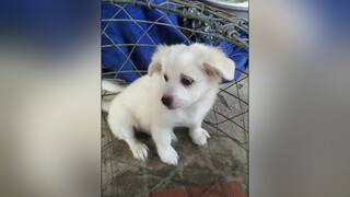 Phải làm sao bây giờ ạ. E Bo dữ quá trời... cunyeucuadua yeucho yeuchomeo cún cúncon chó chómèo chócon chókhôn yeuchomeo dogsoftiktok