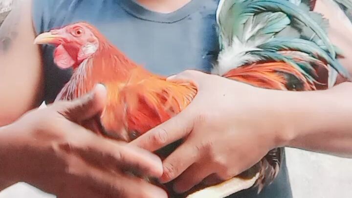 super sweater for broodcock material only .