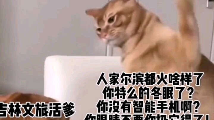 Hai chú mèo này đã trở thành “người đại diện khẩu chiến” cho ngành du lịch văn hóa Cáp Nhĩ Tân rồi, 