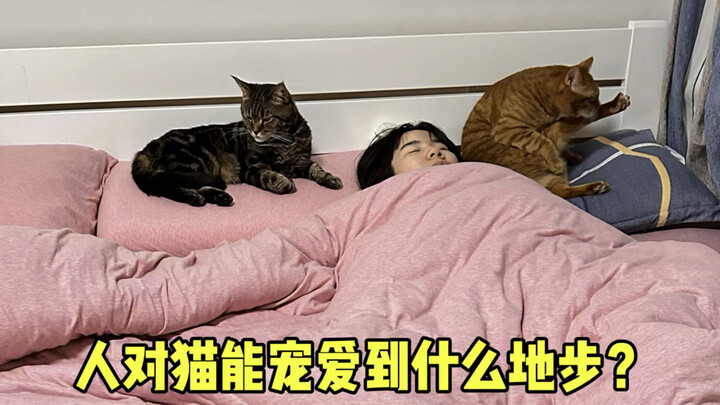 Con người có thể cưng chiều mèo đến mức nào: Tôi đã bị mèo thuần hóa đến mức này