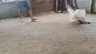 Sinibalang (3x winner) - bulag pero kitang kita ang panalo!