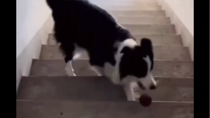 Border Collie: Fine, if you won’t play with me, I’ll just figure it out my own way!