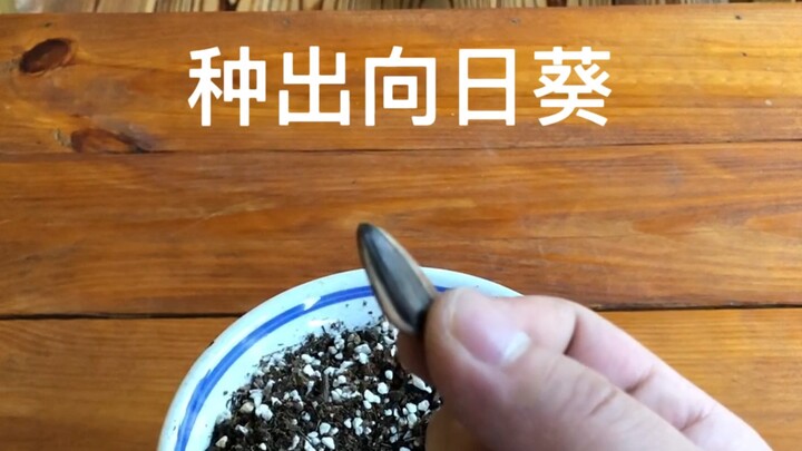 Hôm nay sẽ hướng dẫn các bạn cách trồng hoa hướng dương từ hạt dưa