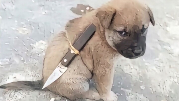 “Hương lúa cùng chó cưng, chữa lành mọi nỗi đau” ~