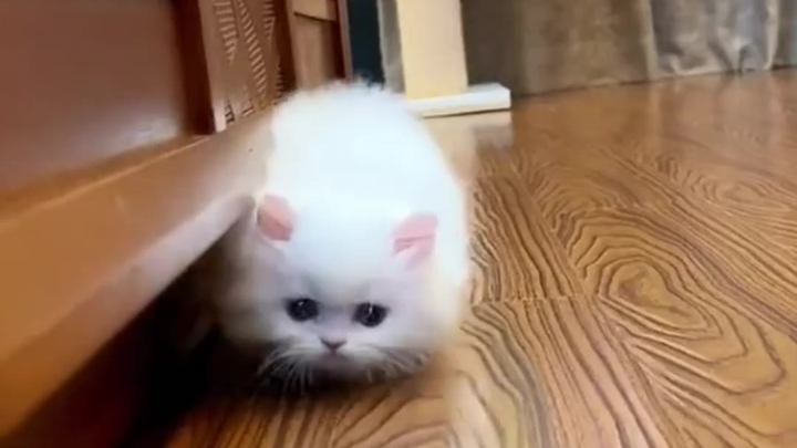 The little kitten is just too cute!