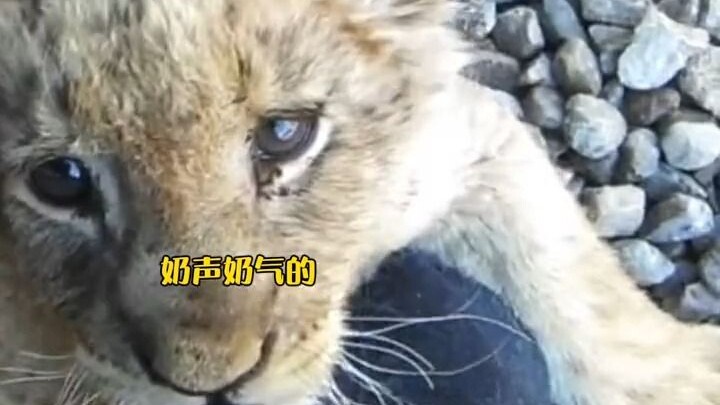 A foreign caregiver rescued a little lion and still recognized it years later.