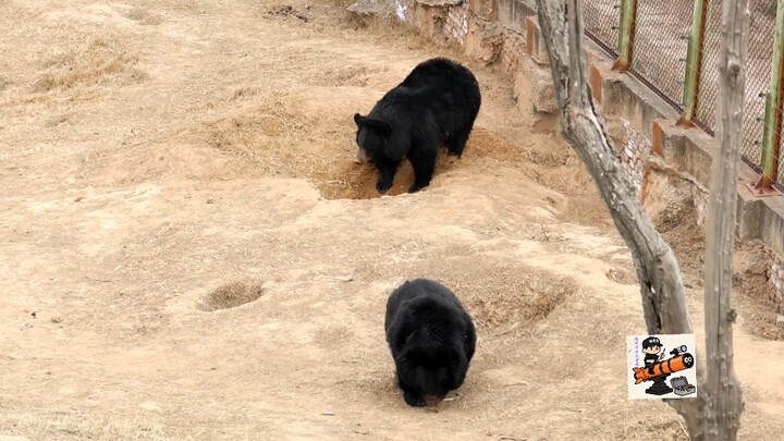หมีที่นากาโนะขุดบ้านสามห้องหนึ่งห้องนั่งเล่นให้ตัวเอง