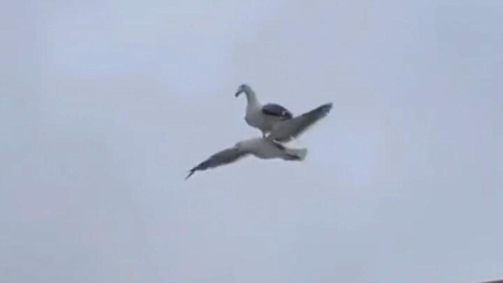 Bird: Brother, I am tired of flying, need a ride