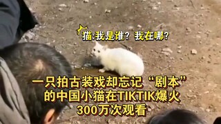 一只片场拍戏却忘记“剧本”的中国小猫在TIKTOK爆火，300万次观看，歪果仁纷纷被可爱到了