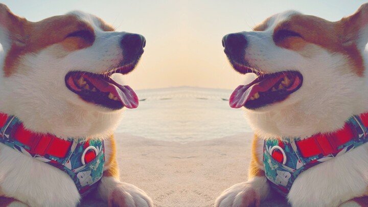 เลี้ยงสุนัขสักตัว แล้วให้กำลังใจกันและกันนะ