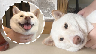 [Dogs Clip] เตือนแล้วนะ! อย่าเลี้ยงชิบะอินุ!