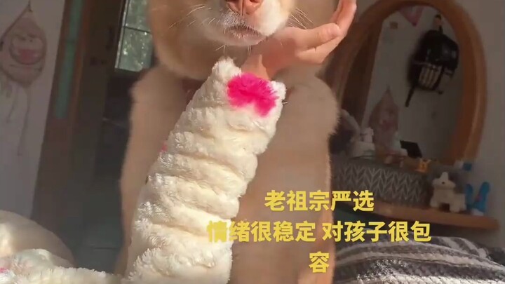 الحياة اليومية لكلب الحقول الصيني مع رعاية صغاره؛ بالفعل، مهما كانت الفصيلة، من يرعى الأطفال سيبدو أ