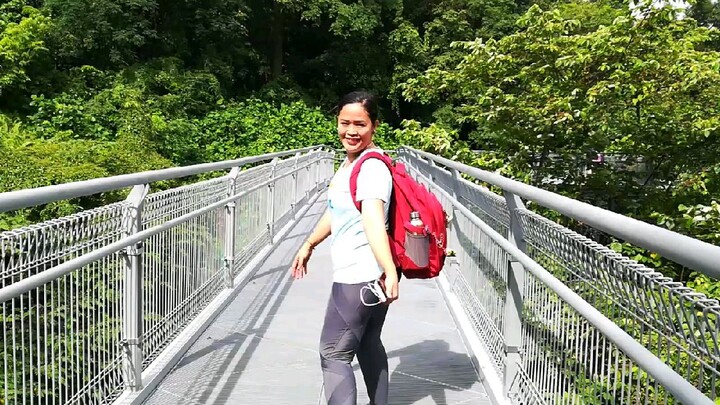 Singapore forest with elevated walkway