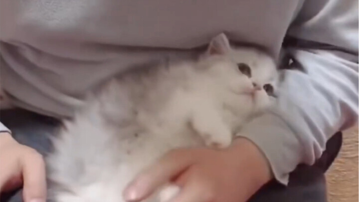 Chú mèo con này cũng quá giỏi luôn ấy～