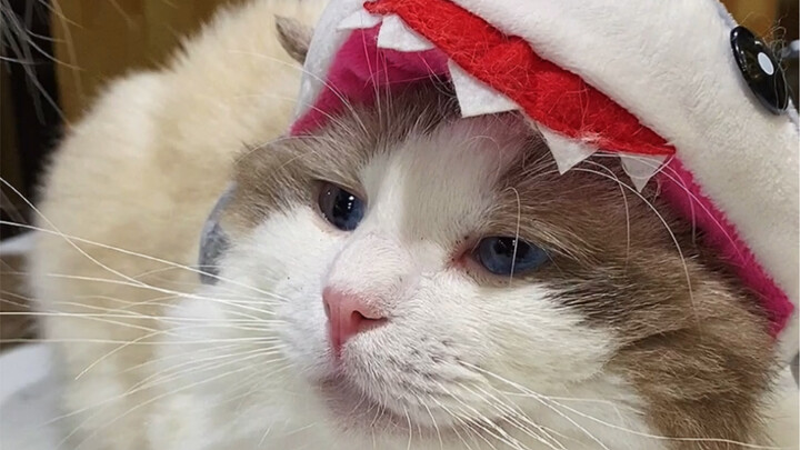 Ugh, making short videos is just so hard!