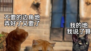 My grandma raised me using her little patch of land #StoriesFromTheInternet#CatMemeTheater#Realistic