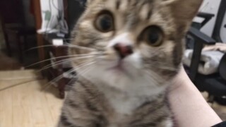 Chuyện về việc tan làm về nhà thì trong nhà bỗng dưng xuất hiện một con mèo hoa cẩm thạch không quen