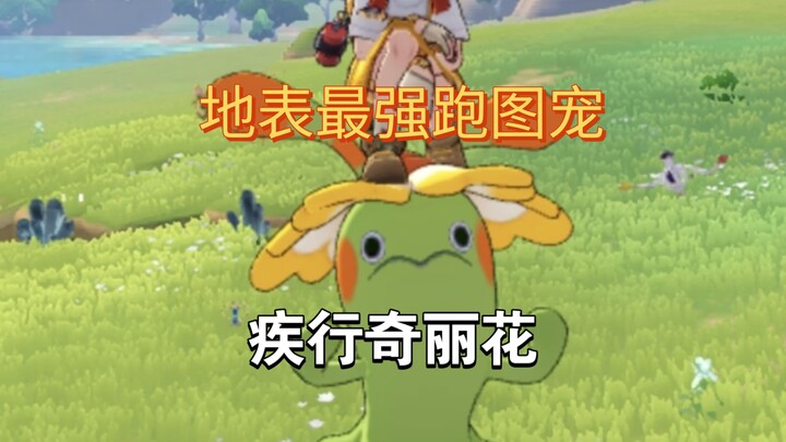 The fastest pet for map-running in the Kingdom of All-Lock: Qili Flower