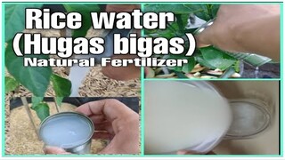 V9. Rice Water or Hugas Bigas..Natural Fertilizer easy and not harmful good for your plants.