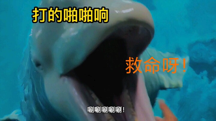 Petugas pemberi makan berpura-pura ‘memukul paus putih’—bagaimana reaksi sang paus?