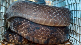 Tóm Gọn Ổ Rắn Lớn Ở Khu Đất Hoang Nhiều Kinh Khủng