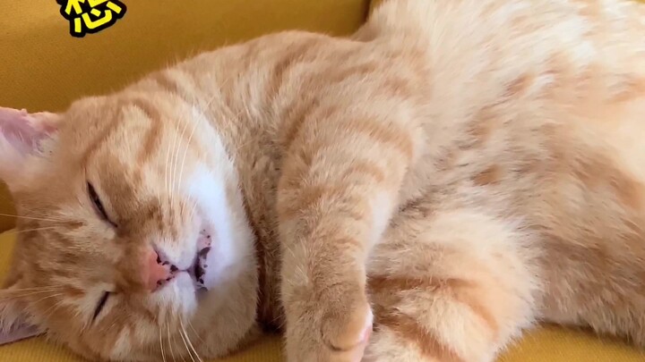 Kucing: Huh, bukankah penjahat biasanya mati karena banyak bicara? Cepat biarkan aku tidur!!!