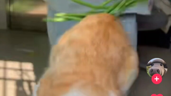 [TikTok] Strange Hobbies of Kittens on the Global Internet