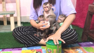 Lay Heang monkey can't wait till mom finish preparing milk