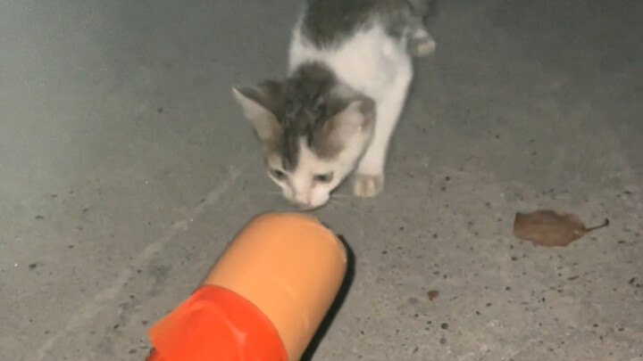 ซื้อไส้กรอกที่ใหญ่กว่าแมวเสียอีก