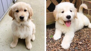 8+ Minutes of Cute & Funny Golden Puppies that Will Make Your Day Full of Happiness 😍💕| Cute Puppies