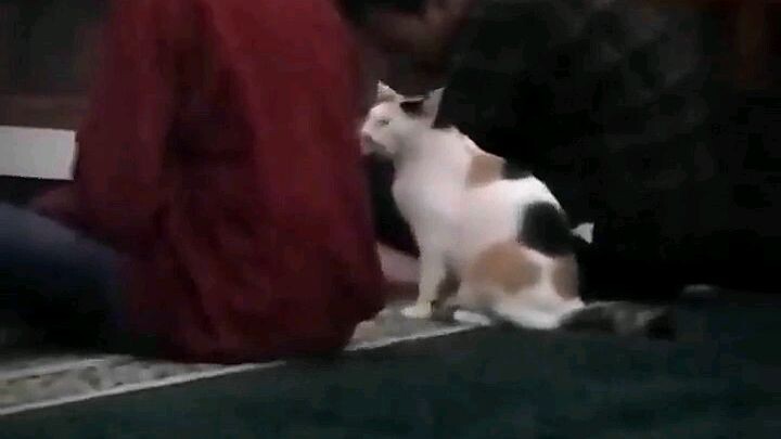 😺:permisi² kucing mau ibadah juga🗿