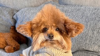I have a lot of use for your dog ears!