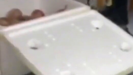 Police dog steals fruit at drug detection scene? A sudden reversal in the next second, netizens: The