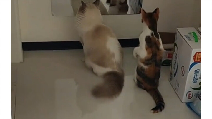 แมวตัวนี้มาจากซินเจียงใช่ไหม?