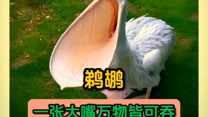 Chim bồ nông với cái mỏ lớn có thể “nuốt” mọi thứ