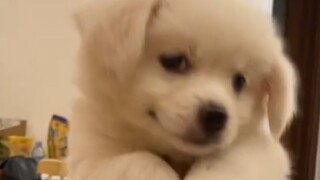 Can the Earth still spin without the puppy? It's just holding on!