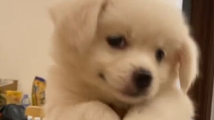 Can the Earth still spin without the puppy? It's just holding on!