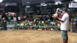 Bakal sa Bakal season 1    4 cock derby pa champion using thompson white lose nasilat po tau..