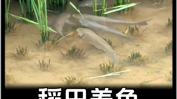 Why are so few farmers willing to do fish farming in rice fields, which was once so popular?