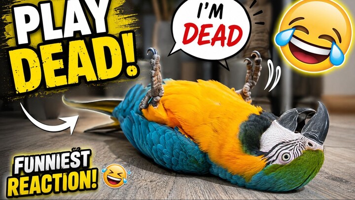 Parrot Plays Dead 😂